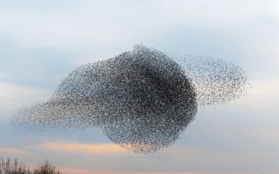 Doorontwikkelplan Samen Opgroeien Tilburg